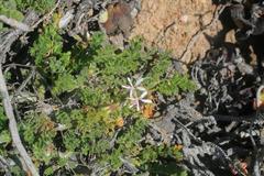Pelargonium alternans