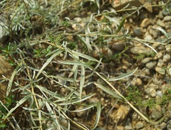 Convolvulus holosericeus