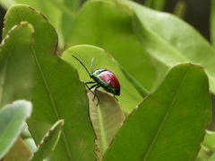 Chrysocoris eques