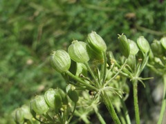Heracleum asperum