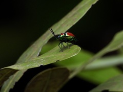Chrysocoris eques