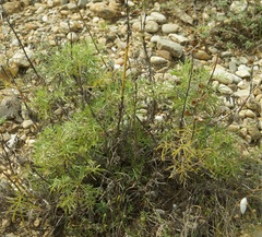 Salvia scabiosifolia