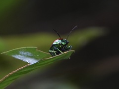 Chrysocoris eques