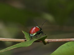 Chrysocoris eques