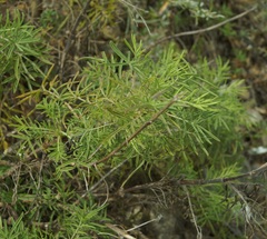 Salvia scabiosifolia