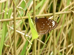 Euploea crameri