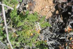 Pelargonium alternans