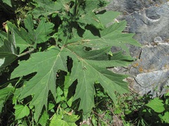 Heracleum asperum