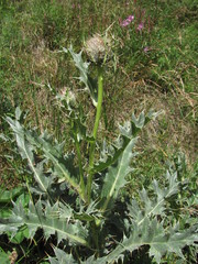 Cirsium pugnax