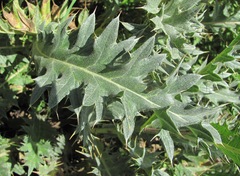 Cirsium pugnax