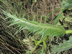 Cirsium pugnax