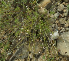 Asperula supina