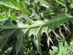 Cirsium pugnax
