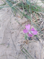 Dianthus chinensis
