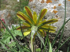 Tragopogon filifolius