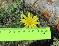 Tragopogon filifolius