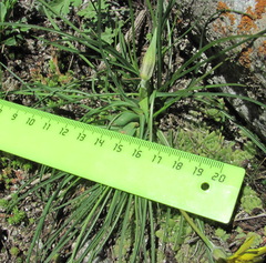 Tragopogon filifolius