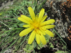 Tragopogon filifolius