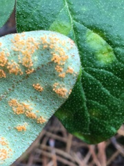 Puccinia caricis-shepherdiae