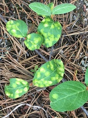 Puccinia caricis-shepherdiae