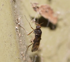 Sylvicola neozelandicus