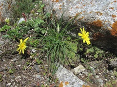 Tragopogon filifolius