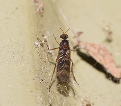 Sylvicola neozelandicus