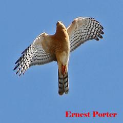Accipiter ovampensis
