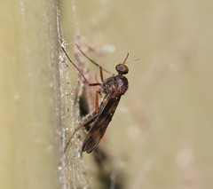 Sylvicola neozelandicus