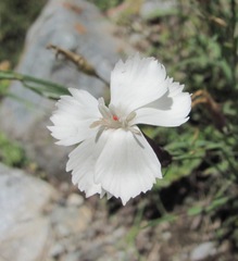 Dianthus cretaceus