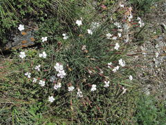 Dianthus cretaceus