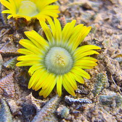 Nananthus gerstneri