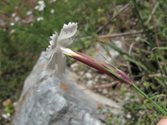 Dianthus cretaceus
