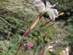 Dianthus cretaceus
