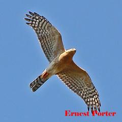 Accipiter ovampensis