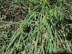 Dianthus cretaceus