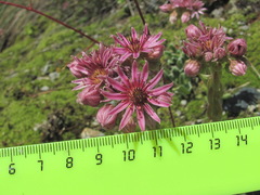Sempervivum pumilum