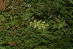 Pterygodium volucris