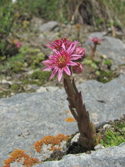 Sempervivum pumilum