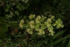 Pterygodium volucris