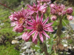 Sempervivum pumilum