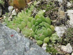 Sempervivum pumilum