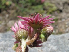 Sempervivum pumilum