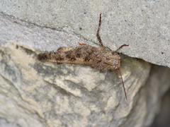 Spharagemon cristatum