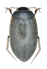Hydroporus planus