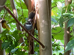 Rhipidura verreauxi verreauxi