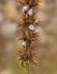 Stachys atherocalyx