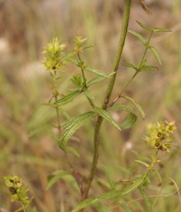 Stachys atherocalyx