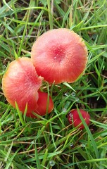 Pseudohygrocybe