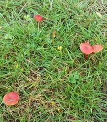 Pseudohygrocybe